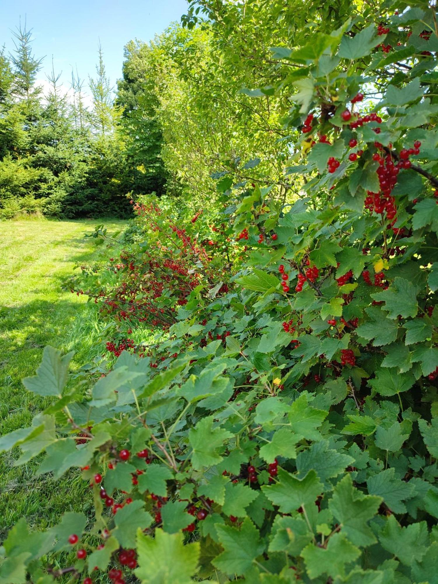 Smrekowa Chatka W Milowce Milówka Buitenkant foto